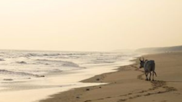 INDIA, part 3